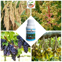 Booster 76 Hormon Pembungaan dan Pembuahan - Hormon dan Pupuk Buah dan Tanaman Bunga Pohon Original