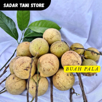 buah pala segar petik langsung kirim cocok untuk bahan manisan pala biji pala untuk pelengkap bumbu 