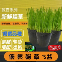 ✪四寶的店n✪需宅配~附發票 新鮮貓草 貓草 小麥草盆 沒有農藥~已經發芽只要澆水即可 嚴選 新鮮貓草 貓草 小麥草盆 不灑農藥 已經發芽只要澆水即可 天竺鼠 兔 龜 狗 現採 現吃 新鮮
