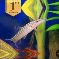 Jumbo Botia Green Tiger Ikan Hias Aquascape Hiasan Aquarium Tanaman Air -