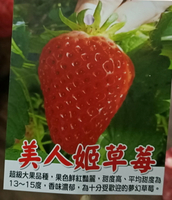 尚未開花結果 [美人姬草莓盆栽] 5寸盆 大果新品種草莓苗～季節限定~ 先確認有沒有貨再下標!