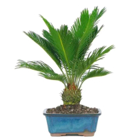 taneman palem sikas + pot bonsai random/taneman murah