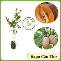 Cây Sapoche Cần Thơ, (hồng xiêm Cần Thơ), sapo trứng ngỗng, sapo cần thơ