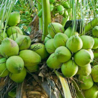 Benih/bibit kelapa Pandan Wangi