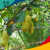 Bibit cempedak king Bibit Unggulan