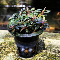 bucephalandra mini phantom classic per pot