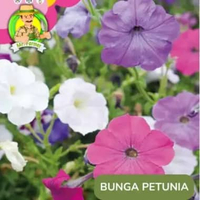 Benih Tanaman Hias Bibit Bunga Lotus Air Anggrek Matahari Mawar Bunga Petunia