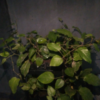 Cabe Jamu Lokal Jawa cangkok sulur atas