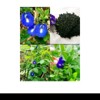 Biji benih bunga Telang biru