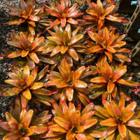 Bromeliad jewellery shop Artificial Pot