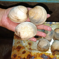 kerang madu premium seafood resto bakaran