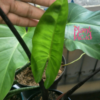 Alocasia Sente Hitam | Tanaman Hias Keladi