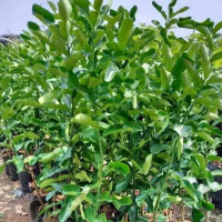 tanaman pohon jeruk purut rimbun(bumbu masak)