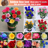 [Fast Germination] Rainbow Rose Seeds Flower Seeds for Planting Flowers (Mixed 70 Seeds) Colorful Ro