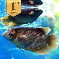 Gurame Soang Bibit (Isi 3)Hiasan Kolam Aquarium Aquascape Ikan Hias Air Tawar -