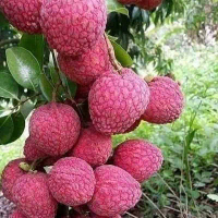 Bibit leci merah ada juga leci kuning bibit hasil cangkok