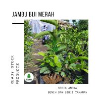 bibit jambu getas merah jambu biji