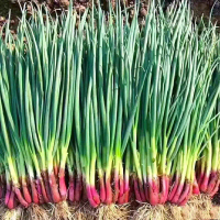 500 SEED - Red Onions four seasons