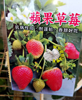 [蘋果草莓盆栽 　抗病性佳草莓苗　耐運輸] 2寸盆 新品種草莓苗 ～季節限定~ 先確認有沒有貨再下標!