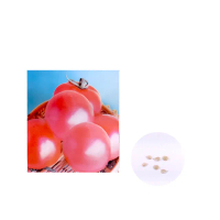 【蔬菜工坊】G80-1.櫻福鮮果番茄種子