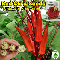 ผลผลิตสูง 50เมล็ด/ซอง เมล็ดพันธุ์ กระเจี๊ยบมอญ สีแดง High Yield Red Okra Seeds for Planting Vegetabl