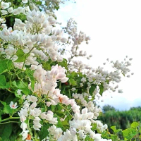 1 Benih Biji AMP Putih Bunga Air Mata Pengantin Putih