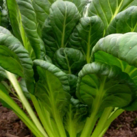sawi jambak Giant F1 hybrid. Giant tatsoi F1 HYBRID.