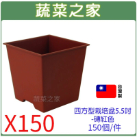 【蔬菜之家】四方型栽培盆5.5吋-磚紅色厚150個件(塑膠花盆 多肉盆)