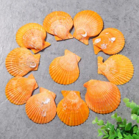 10pcs/Lot Natural Yellow Big Sea Shell Mediterranean Style Creative Ocean Fan Decoration Fish Tank Aquarium Shells
