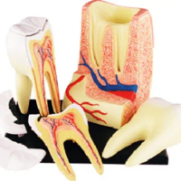 Tooth 4D Assembling Toy Perspective Bone Anatomy Model Transparent Skeleton Model