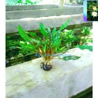 hiasan akuarium tanaman aquascape cryptocoryne green media webicusa