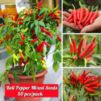 ปลูกง่าย ปลูกได้ทั่วไทย ของแท้ 100% พริกประดับ 50 เมล็ด Organic High Yield Red Hot Pepper Seeds Jala