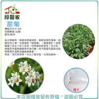 【綠藝家】大包裝K18.甜菊種子30顆