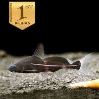 Black Marble Lancer Catfish Ikan Hias Aquascape Hiasan Aquarium Tanaman Air -
