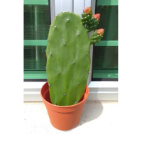 Edible Thornless Cactus (Opuntia) Kaktus Tak Berduri Cuttings / Keratan No Pesticides Ready Stock