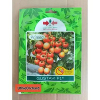 Benih Panah Merah – Tomat Gustavi F1 Primed SP isi 150 Benih