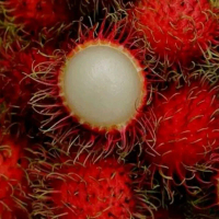 bibit buah rambutan binjay
