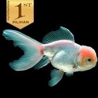 Koki Pink Baby Oranda Ikan Hias Aquascape Hiasan Aquarium Kolam Tanaman Air -