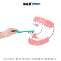 【WISDOM 華森葳】醫學教具 超大牙齒模型 N6-TH001(附超大牙刷)
