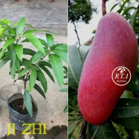 bibit mangga ji zhi jumbo.
