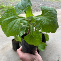 Pohon/bibit ubi yakon isi 1 pohon