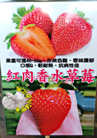 [紅肉香水草莓苗 紅色果肉草莓盆栽 特殊草莓苗] 2.5-3寸盆 新品種草莓苗 ～季節限定~ 先確認有沒有貨再下標!