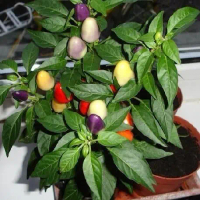 Bibit Tanaman Cabai Pelangi(Bolivian Rainbow) - Benih Bibit Cabe Pelangi - Tanaman Cabai Pelangi - B