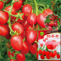 200 Seeds [Buy 5 Get 5 Free] Tomato Seeds, Cherry Tomato Seeds, Red Queen Tomatoes, Fresh to Eat, Ea