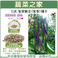 【蔬菜之家】E20.紫莢敏豆(紫雪)種子(共有2種包裝可選)