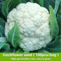 เมล็ดพันธุ์ กะหล่ำดอก 150 เมล็ด Cauliflower seed เมล็ดพันธุ์แท้ นำเข้าจากต่างประเทศ ปลูกผัก สวนครัว
