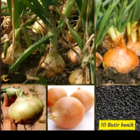 Benih bawang Bombay Utah