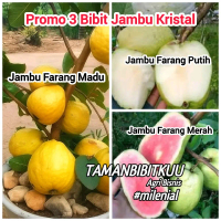 PROMO 3 Bibit Jambu Kristal Farang Pendek Cepat Berbuah Dipot ( Jambu Farang Merah,Jambu Farang Puti