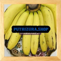 DATANG Bibit Tanaman Buah pisang ambon kuning Okulasi Stek a MMZ bisa COD