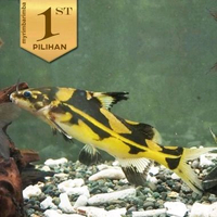 Marble Lancer Catfish Ikan Hias Aquascape Hiasan Dekorasi Aquarium -